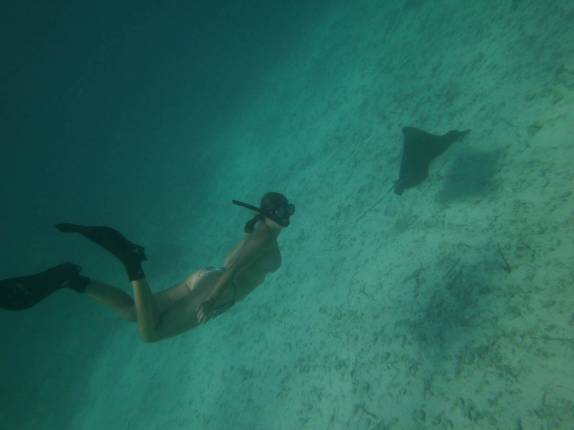 Nadando com arraia chita durante snorkel perto de Tobacco Caye, na grande barreira de corais de Belize